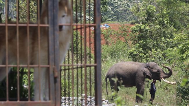 DPRD Minta Kebun Binatang Surabaya Terbuka Penyebab Kematian Gajah Dumbo