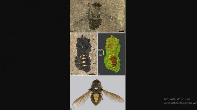 47-year-old fossil fly that still stores food. [Current Biology]