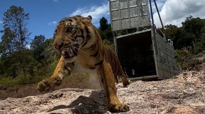 Pelepasliaran Suro Dapat Menambah Populasi Harimau Sumatera