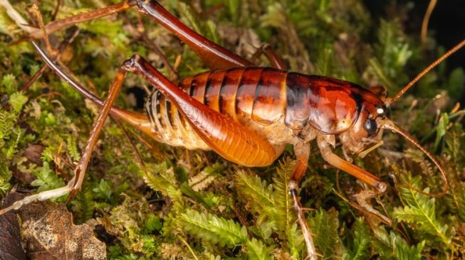 Hemiandrus jacinda. [Independent]