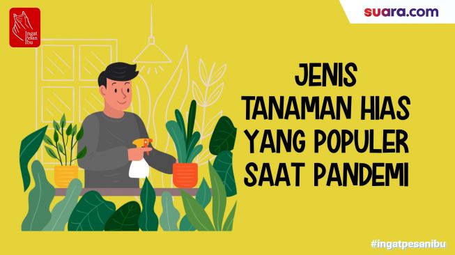 Videografis: Jenis Tanaman Hias yang Populer saat Pandemi