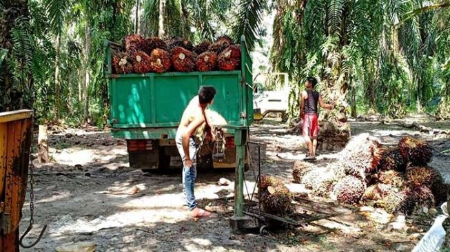 Harga Kelapa Sawit Naik, Petani di Mesuji Semangat Tingkatkan Produksi