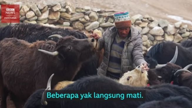 Generasi Terakhir Penggembala di Himalaya:Mereka Anggap Rendah Profesi Kami