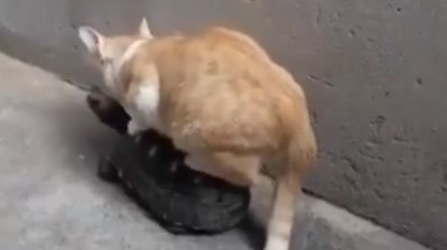 Aksi Kucing Naik Tempurung Kura-kura Berjalan, Publik: Tak Ada Akhlak