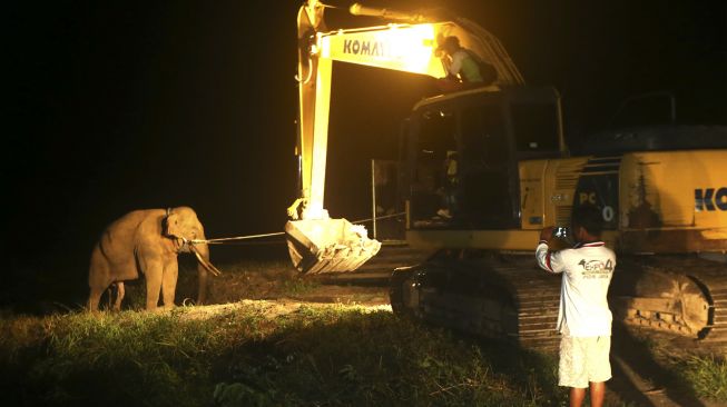 Tim Balai Konservasi Sumber Daya Alam (BKSDA) Aceh menggunakan alat berat untuk menarik gajah liar yang berhasil ditangkap saat dipindahkan ke lokasi yang lain (translokasi) di Bener Meriah, Aceh, Sabtu (20/3/2021). [ANTARA FOTO/Irwansyah Putra]