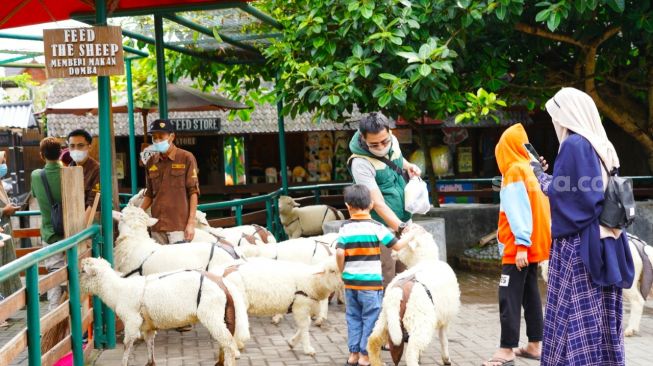Objek wisata Farmhouse di Kabupaten Bandung Barat. Di tempat ini, pengunjung bisa berinteraksi dengan hewan ternak seperti kambing. [Suara.com/Ferrye Bangkit Rizki]
