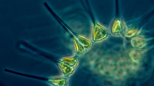 Fitoplankton. [NOAA]