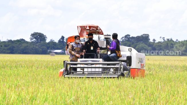 Sawah di Maros Uji Coba Panen Padi 4 Kali Dalam Setahun