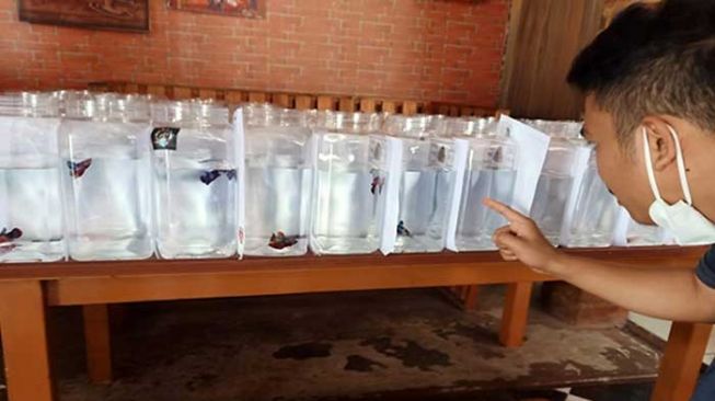 Kontes ikan cupang di Bengkalis, Minggu (21/3/2021). [Foto Riauonline]