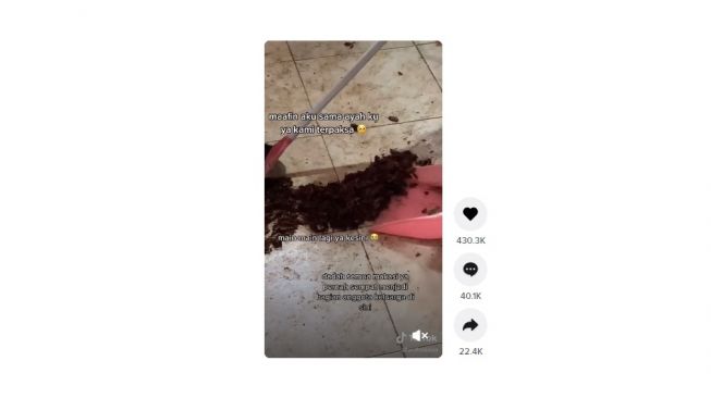 Warganet kaget temukan puluhan kecoak. [TikTok]