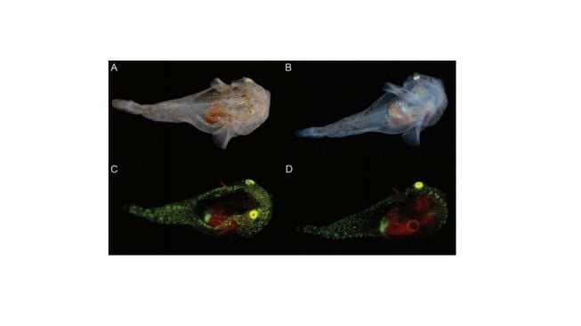 Ikan kutub utara bersinar dalam gelap, Biofluoresen. [American Museum Novitates] 