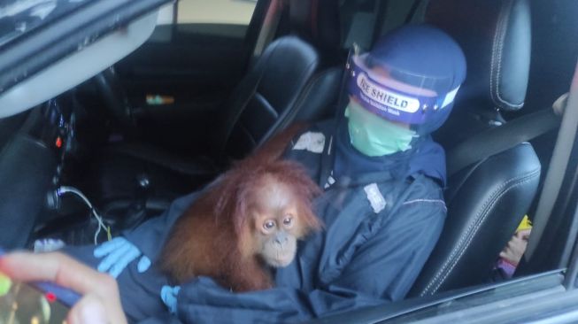 Polisi Selidiki Penyerangan BBKSDA Sumut saat Evakuasi Orangutan di Binjai