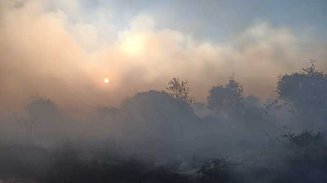 Puluhan hektare lahan yang terbakar di Kampung Temusai, Kecamatan Bunga Raya ternyata masuk wilayah HGU PT TKWL. [Suara.com/Alfat Handri]