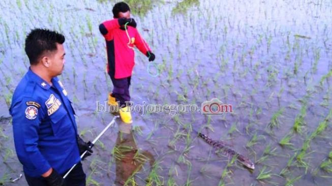 Ada Anak Buaya Asyik Berenang di Sawah, Warga Bojonegoro Geger