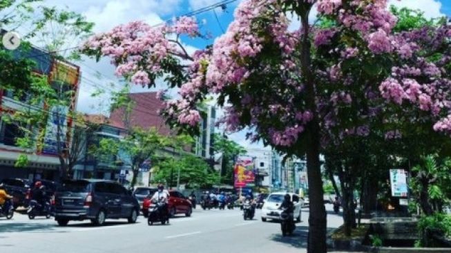 Bunga Tabebuya Bermekaran di Kota Khatulistiwa, Pontianak Serasa Tokyo!