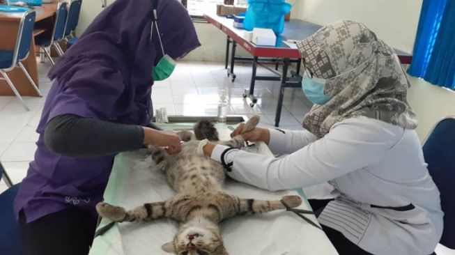 Tekan Ledakan Populasi, Puluhan Kucing Jantan Liar di Madiun Dikebiri