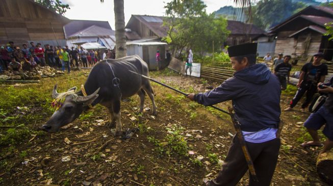 Seorang keluarga bersiap menombak kerbau saat tradisi membatur di Desa Ajung, Kabupaten Balangan, Kalimantan Selatan, Jumat (26/3/2021). [ANTARA FOTO/Bayu Pratama S]