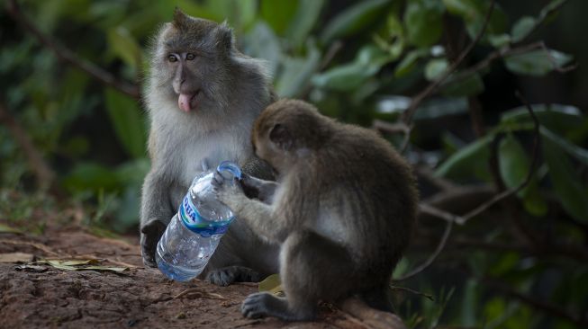 Monyet Masuk Pemukiman Warga di Sleman, BPPTKG Pastikan Tak Ada Peningkatan Signifikan Aktivitas Gunung Merapi