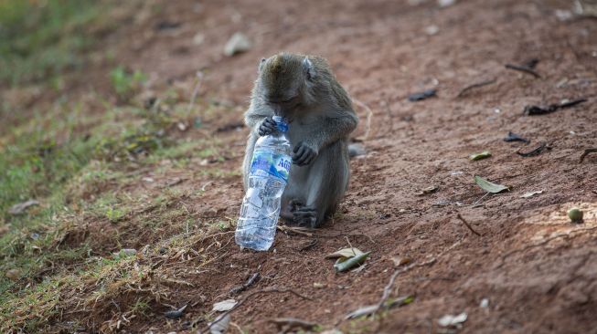 Seekor monyet ekor panjang (Macaca fascicularis) membawa sampah air minum dalam kemasan yang dilemparkan warga di kawasan Suaka Margasatwa Muara Angke di Kapuk Muara, Penjaringan, Jakarta, Jumat (26/3/2021). [ANTARA FOTO/Aditya Pradana Putra]