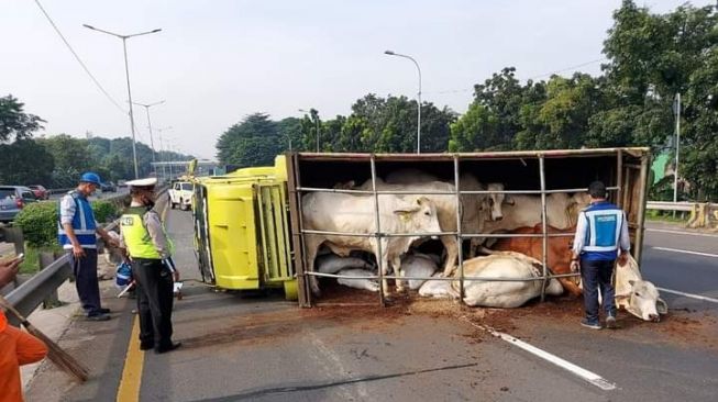 Truk Muatan Sapi Terbalik di Jalan Tol JORR Bintara.[Istimewa]