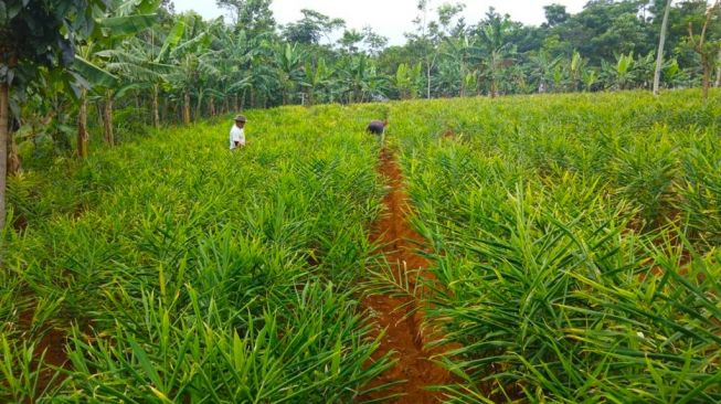 Tanaman jahe merah yang dibudidayakan petani bersama Pemerintah Desa Cikalong, Kecamatan Cikalongwetan, Kabupaten Bandung Barat (KBB). [Suara.com/Ferrye Bangkit Rizki]