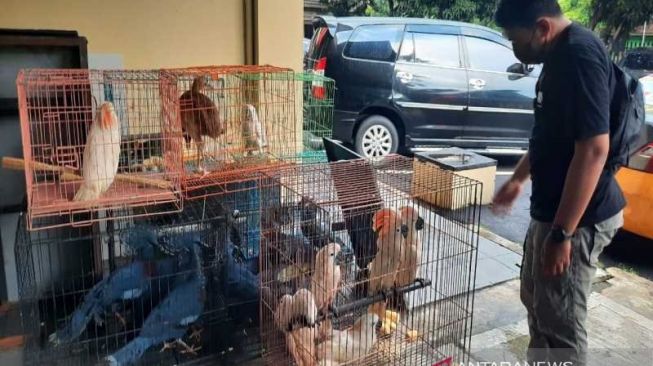 Koleksi Ratusan Burung Asli Papua, Pria di Solo Diringkus Polisi