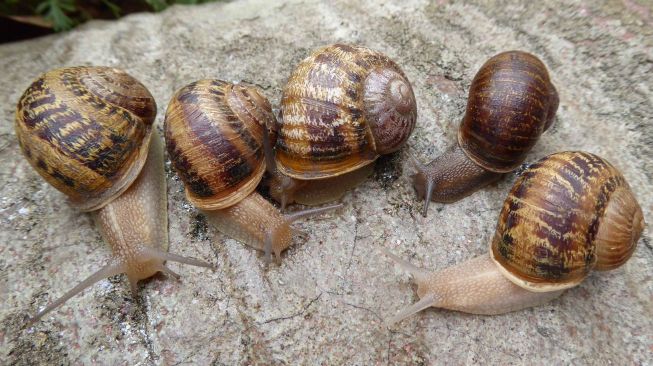 Siput kidal paling kesepian di dunia. [University of Nottingham]