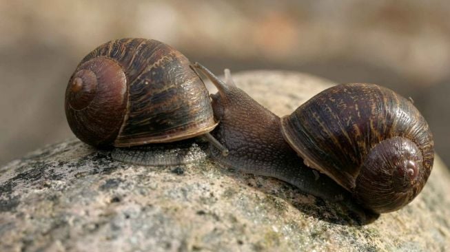 Mengenal Jeremy, Siput Kidal Paling Kesepian di Dunia