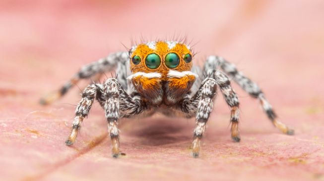 Gemas! Spesies Baru Laba-laba Bernama Nemo, Diambil dari Karakter Kartun