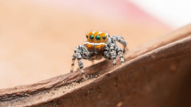 Spesies baru laba-laba merak, Maratus Nemo. [Museumsvictoria]