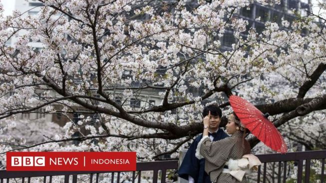 Mengapa Pohon Sakura di Jepang Berbunga Semakin Awal?