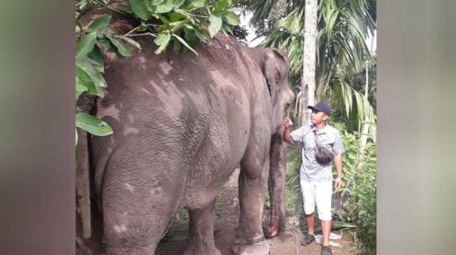 Gajah Siti Lepas dari Medan Zoo, Dokter Hewan: Dia Bosan!