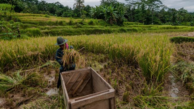 Harga Gabah dan Beras Turun, Petani Makin Menderita