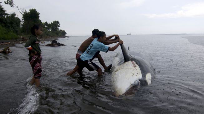 Warga berusaha menarik Paus Pembunuh (Orcinus orca) yang mati terdampar di Pantai Bangsring, Banyuwangi, Jawa Timur, Sabtu (3/4/2021). [ANTARA FOTO/Budi Candra Setya]