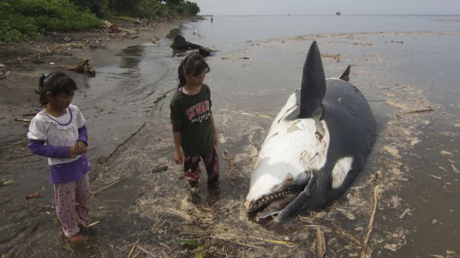 Dua anak melihat Paus Pembunuh (Orcinus orca) yang mati terdampar di Pantai Bangsring, Banyuwangi, Jawa Timur, Sabtu (3/4/2021). [ANTARA FOTO/Budi Candra Setya]