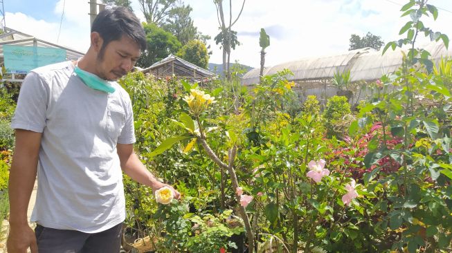 Menuai Cuan dari Tanaman Hias yang Naik Daun