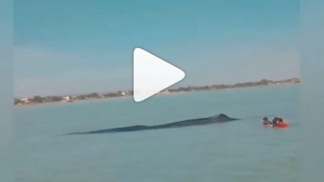 5 Penyebab Ikan Paus Terdampar di Perairan Dangkal Jawa Timur Versi BMKG