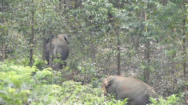 Belasan Gajah Liar Rusak Kebun Sawit Warga di Kuansing