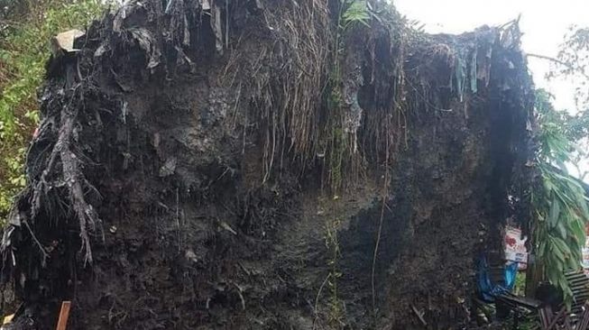 Gawat! Pohon Tumbang Berdiri Lagi di Sumut, 1 Orang Tewas