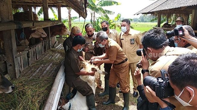 Bupati Bantul Abdul Halim Muslih menyuntikkan sperma atau inseminasi buatan ke hewan ternak di Kelompok Ternak sapi Sidodadi, Krajan, Kalurahan Poncosari, Kapanewon Srandakan, Bantul, Senin (5/4/2021). - (SuaraJogja.id/Muhammad Ilham Baktora)