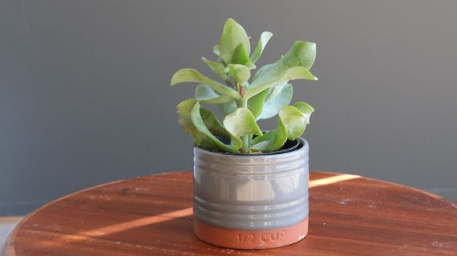 Ilustrasi Tanaman Jade Plant. (Unsplash @karenstoi)