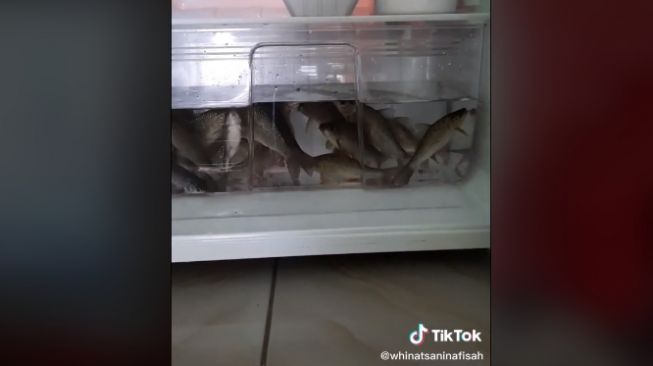 Aksi wanita pelihara ikan di dalam kulkas (tiktok.com/@whinatsaninafisah)