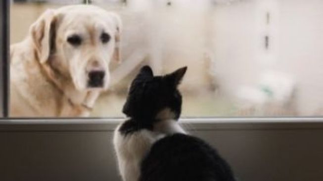 Anjing dan kucing. (Unsplash.com)
