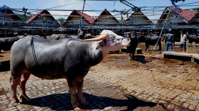 Calon pembeli berjalan di antara kerbau-kerbau yang dijual di Pasar Bolu, Kabupaten Toraja Utara, Sulawesi Selatan, Selasa (6/4/2021). ANTARA FOTO/Spedy Paereng
