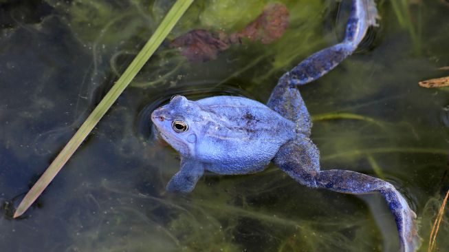 Blue Moor Frog. [Wikimedia]