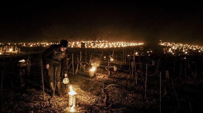 Seorang petani dari perkebunan anggur, Daniel-Etienne Defaix menyalakan lilin anti-embun beku di kebun anggur mereka di dekat Chablis, Burgundy, Prancis, pada (7/4/2021). [JEFF PACHOUD / AFP]