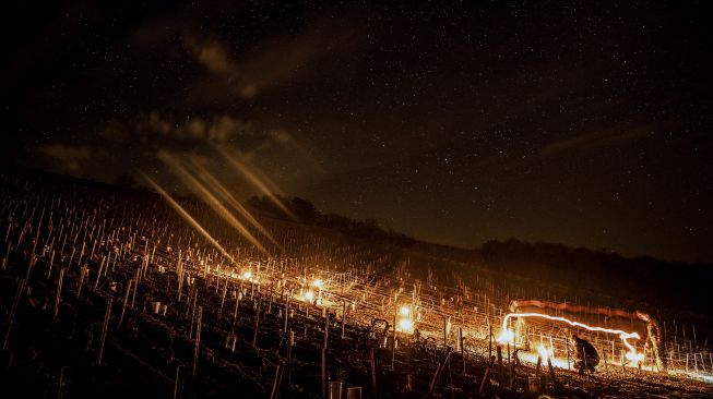 Seorang petani dari perkebunan anggur, Daniel-Etienne Defaix menyalakan lilin anti-embun beku di kebun anggur mereka di dekat Chablis, Burgundy, Prancis, pada (7/4/2021). [JEFF PACHOUD / AFP]