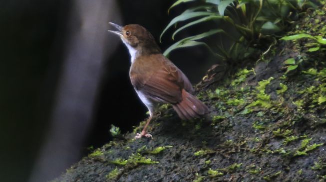 Seekor burung pelanduk merah (trichastoma bicolor) berada di kawasan Stasiun Penelitian Soraya, Kota Subulussalam, Aceh, Kamis (8/4/2021). [ANTARA FOTO/Syifa Yulinnas]