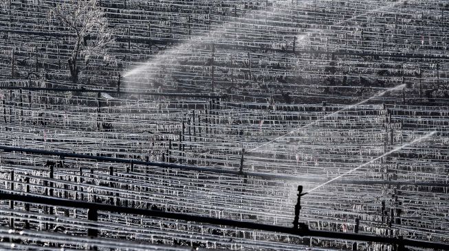 Air disemprotkan pada pagi hari di kebun anggur dekat Chablis, Burgundy, Prancis, pada (7/4/2021). [JEFF PACHOUD / AFP]