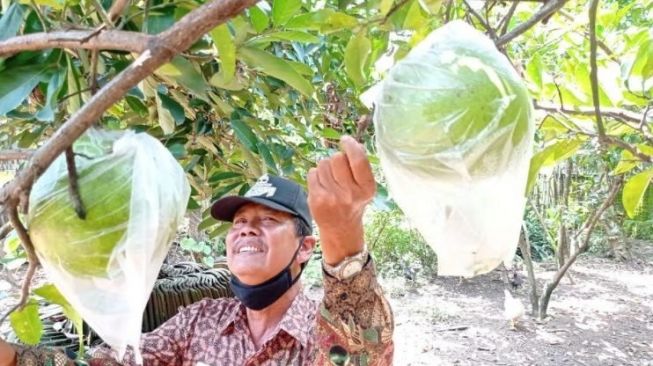 Desa Bibis Penghasil Jeruk Jawa yang Terkenal sampai Cile